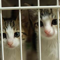 in春日井市☆子猫たちの譲渡会2023年6月17日（土）～ 非営...