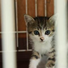 in春日井市☆子猫たちの譲渡会2023年6月17日（土）～ 非営利団体「ちーむ にゃいんず」 - 地域/お祭り