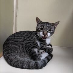 オス猫1才未満