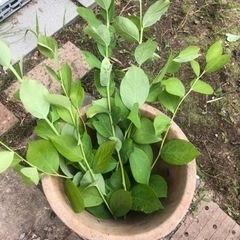 ブルーベリーの挿し木用の枝  3本の画像