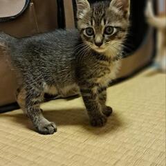 【決まりました】仔猫