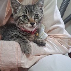 キジ白⭐︎キジトラきょうだい子猫