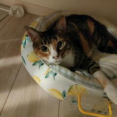 猫探し2023年4月10日位から居なくなってしまいました。
