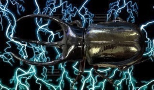 タイリクコーカサスオオカブト(WD)ペア 95mm～120mm