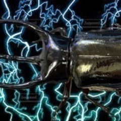 タイリクコーカサスオオカブト(WD)ペア 95mm～120mm