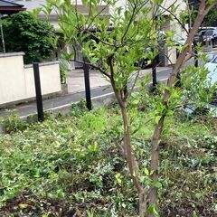 解体セール・庭木（レモン）