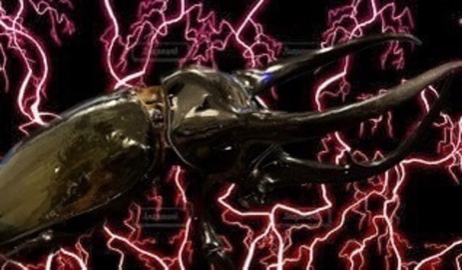 タイリクコーカサスオオカブト(WD)ペア95mm～120mm