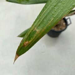 ドラセナ 手渡しのみ！の画像