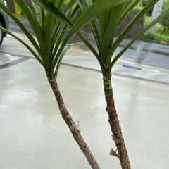 ドラセナ 手渡しのみ！の画像