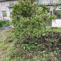 解体セール・庭木（キンカン）