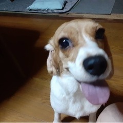 【譲渡先決定致しました】