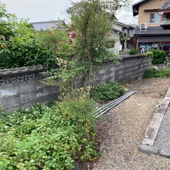 解体セール・庭木（ナンテン）