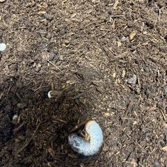 ヘラクレスモリシマイ幼虫6匹セットの画像