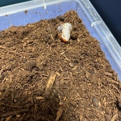 ヘラクレスモリシマイ幼虫6匹セットの画像