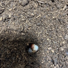 ヘラクレスモリシマイ幼虫6匹セットの画像