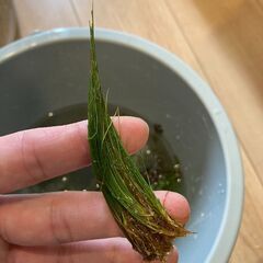 【水草】ヘアーグラス【ビオトープ】