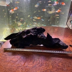 11)あく抜き　流木