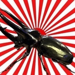 タイリクコーカサスオオカブト(WD)ペア95mm～120mm