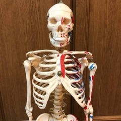 【取引中】【値下げ】骨格標本の画像