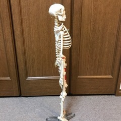 【取引中】【値下げ】骨格標本の画像