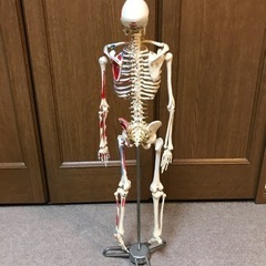 【取引中】【値下げ】骨格標本の画像