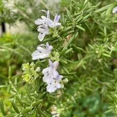 採れたてローズマリー　料理•アロマ•挿木に。の画像