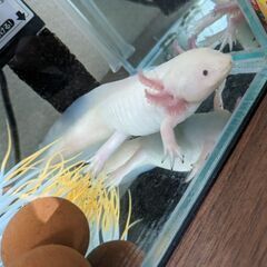 里親様見つかりました！