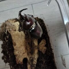 国産カブトムシ　オス