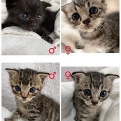 愛知県動物愛護センターからの引き出し