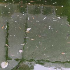 メダカ