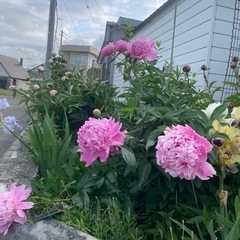 しゃくやく　八重咲　花大きさ13センチ以上の豪華咲の画像