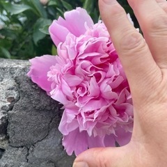 しゃくやく　八重咲　花大きさ13センチ以上の豪華咲の画像