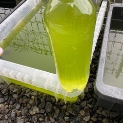天然グリーンウォーター　1000ml