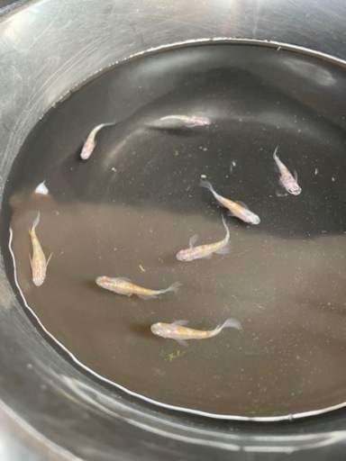 メダカ　獅子流し　4ペア