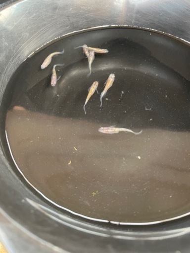 メダカ　獅子流し　4ペア