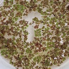 メダカの水草無料です。【無くなり次第終了します】の画像