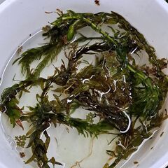 メダカの水草無料です。【無くなり次第終了します】
