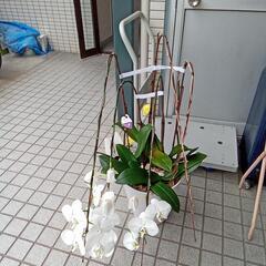 胡蝶蘭　白鉢