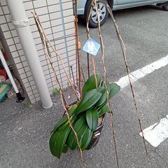 胡蝶蘭　茶鉢