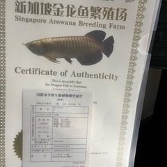 水槽フルセット　最終値下げ早いもの勝ちの画像