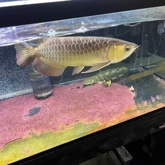 水槽フルセット　最終値下げ早いもの勝ちの画像