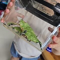 アゲハチョウ幼虫　もらってください