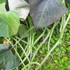 安納芋 切り苗 8本 