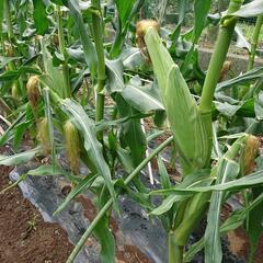 🌽とうもろこし