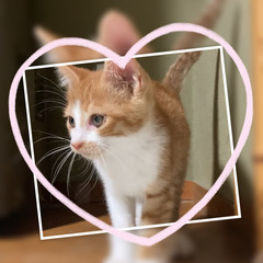 生後2ヶ月くらい　可愛いチャトラの男の子です！　里親さん募集中です🐱