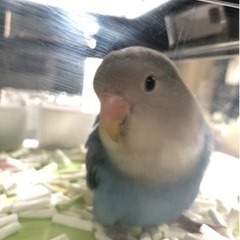 彼氏が喘息持ちで悪化してまい飼えなくなってしまい。仕方なく里親募...