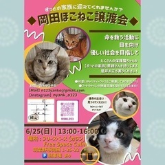 6/25【岡田ほごねこ譲渡会】