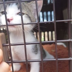 生後１ヶ月の赤ちゃん猫5匹