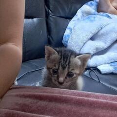 子猫