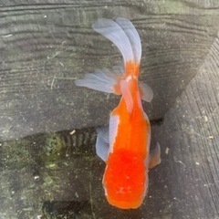オランダ獅子頭